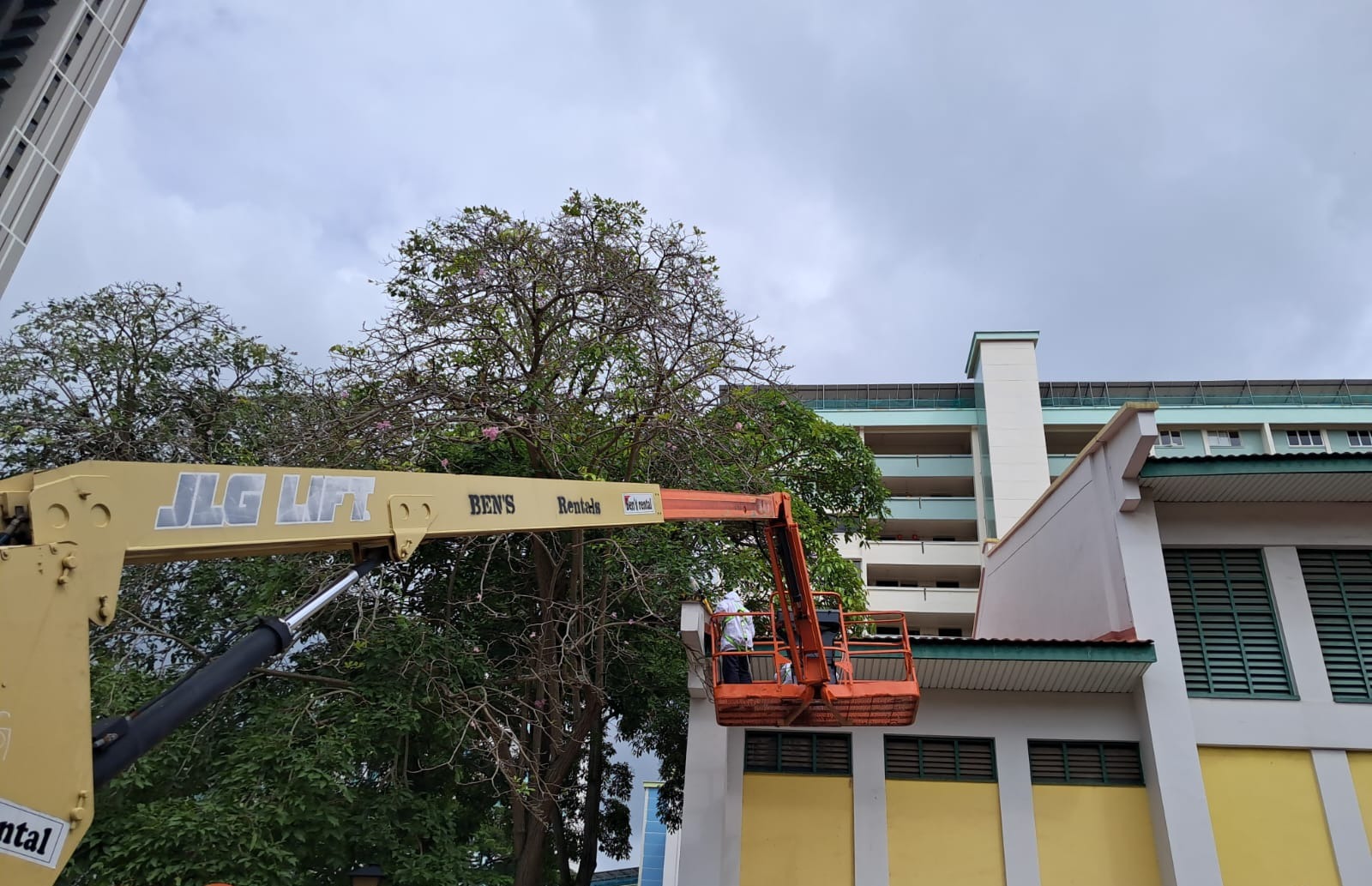 Beehive Removal at 148A Silat Ave